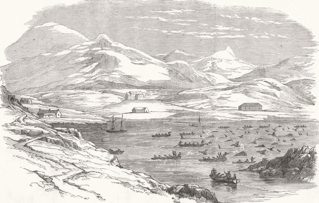 SCOTLAND. Great Shoal of Whales, at Stornoway 1853 old antique print picture